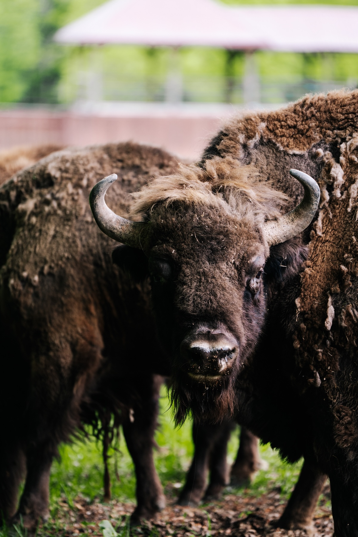 Puszcza Białowieska